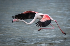 Plameňák růžový v letu