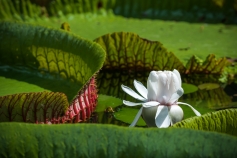 Viktorie královská