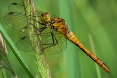 Vážka rudá